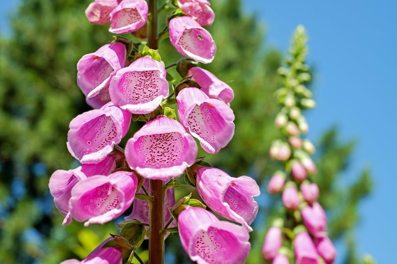 Vertical Garden Display