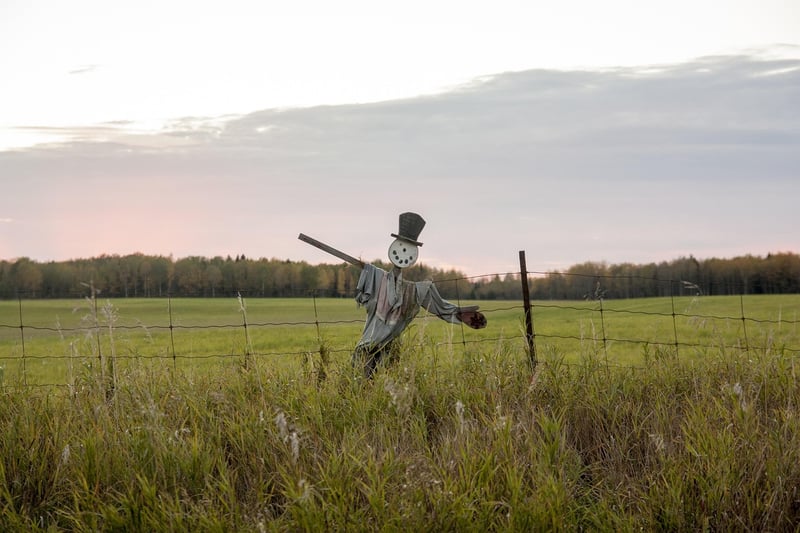 Scarecrow in a garden
